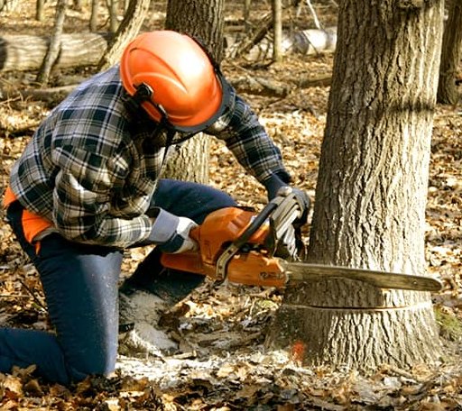 Tree Removal in Ashby, MA